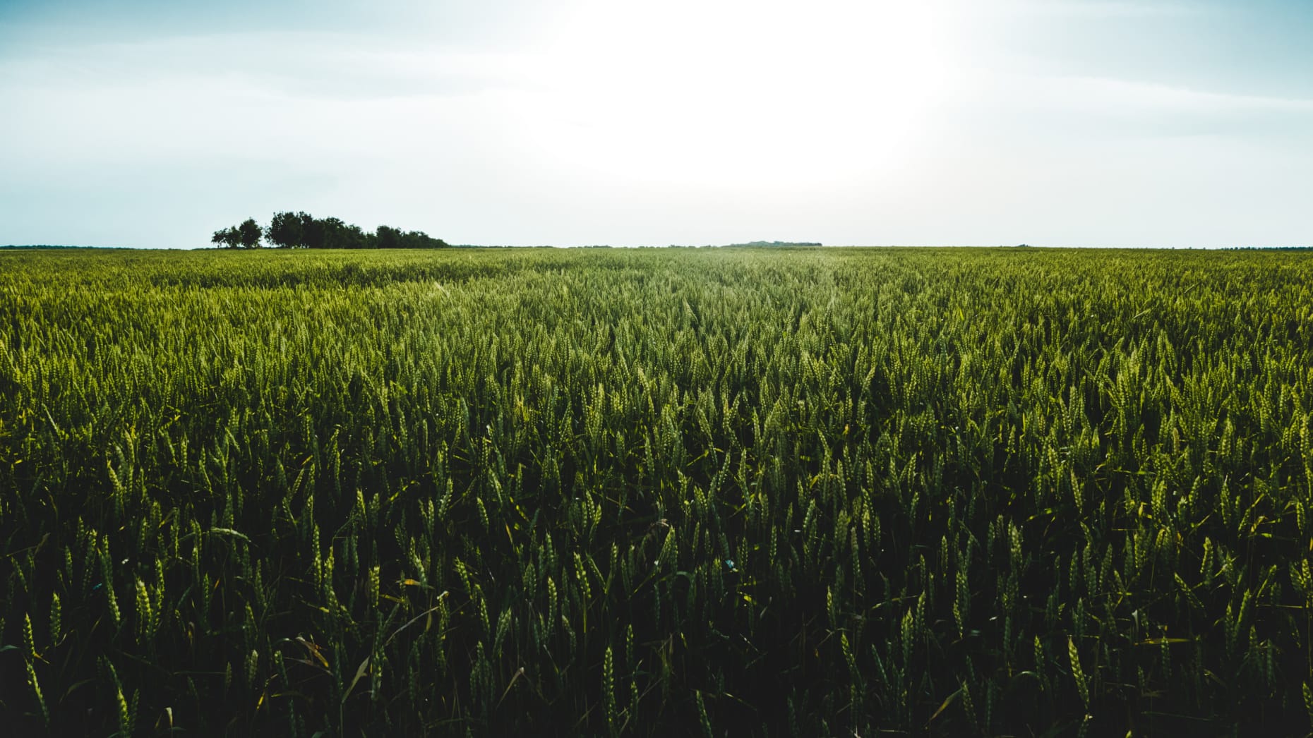 Blue Sky Green Field